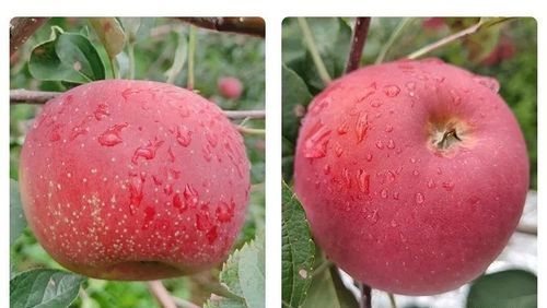 又沙又面的苹果是什么品种
，小红苹果是什么品种？图2