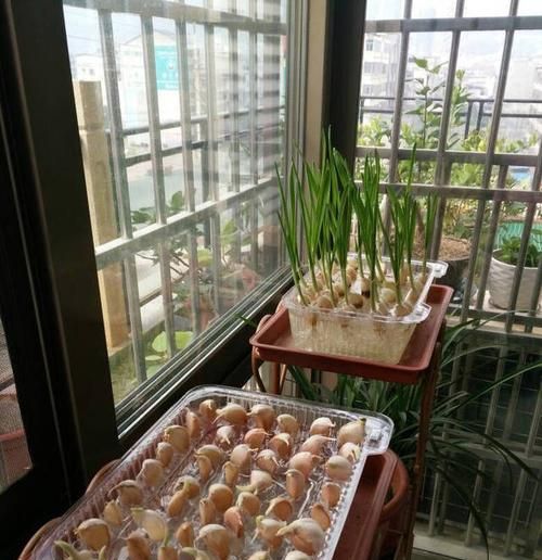 怎么在家里阳台就能种出鲜嫩的蒜苗！
，一次性杯子怎么种蒜苗？图1