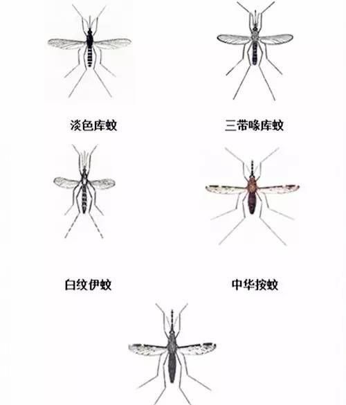 常见蚊子种类
，一般见到的蚊子是什么品种？图1