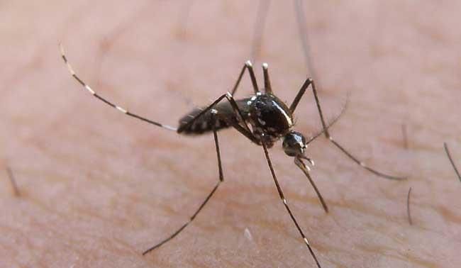 常见蚊子种类
，一般见到的蚊子是什么品种？图2