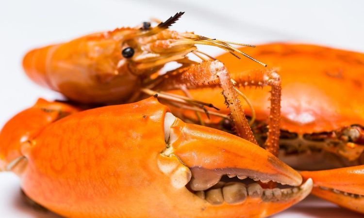 虾和螃蟹哪个更加有营养
，鱼虾蟹哪个好？图1