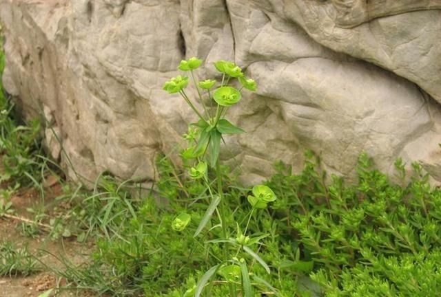 路边常见的野生植物
，路边野生的南瓜能吃吗？图1