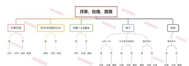 教你辨别月季和玫瑰的区别
，总结蔷薇，月季和玫瑰的区别？图1