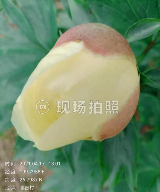 芍药怎么种植？
，芍药如何种植？图1