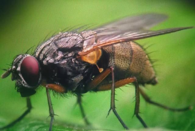 夏天防蚊子的好方法
，农村家里夏天有不少苍蝇，总不能灭净，请问如何才能有效灭蝇呢？图2