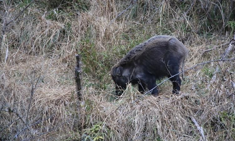 野猪是二级保护动物吗
，湖南野猪是几级保护动物？图2