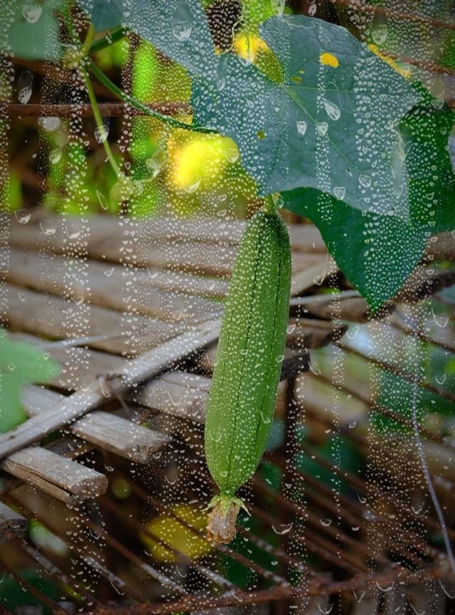 意境美——巧用素材教你打造浪漫雨天图片
，怎么拍出下雨的场景。要有明显在下雨的感觉？图1