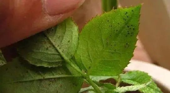 花土里有小白虫妙招
，花土中有小白虫子如何用简单的方法去除？图7