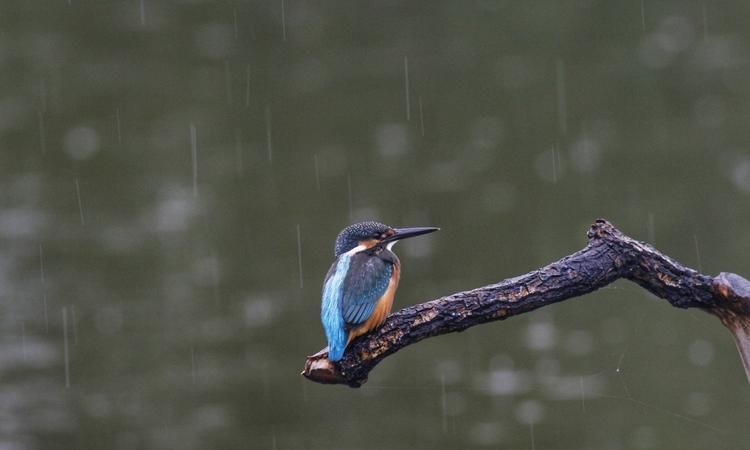 关于哪些动物在下雨前有哪些征兆
，哪些动物在雨前会有反应？图1