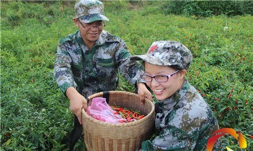 支农是干什么
，三支一扶支农林业是干什么的？图2