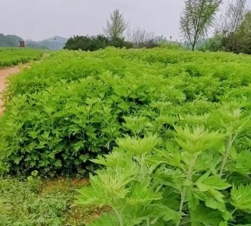 艾草能驱蚊吗
，艾草倒流香能驱蚊吗？图1