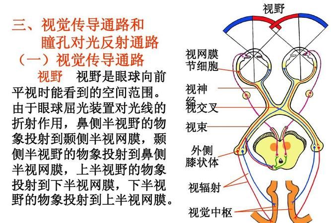 视觉属于什么感觉
，世界上到底有没有颜色，记得以前物理老师说物体本身是没有颜色的，看到的颜色都是光的反射，真的是这样吗？图1