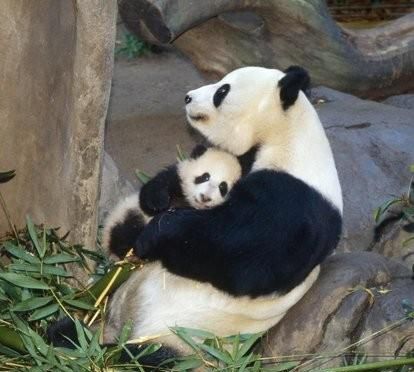 防毒面具是从哪些生物身上获得的启示
，人们从哪些生物上，得到了哪些启发，发明了什么？图2