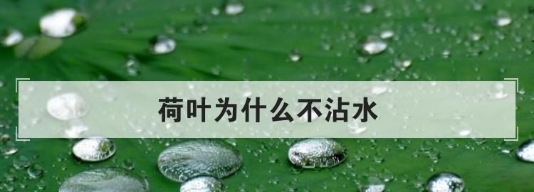 为什么荷叶不沾水
，为什么荷叶不沾水？图1