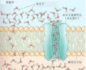 水通道蛋白是什么运输方式
，水通道蛋白是什么运输方式？图2