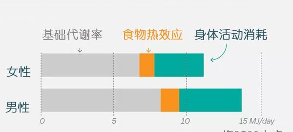 女生一天基础代谢多少卡
，一个人每天吃多少卡计算公式？图1