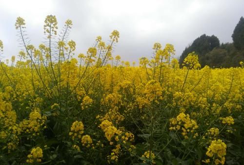 菜花黄了还能吃吗
，菜花变黑还能吃吗？图2