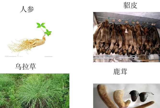 东北三宝有哪些
，东北三宝指的是哪三宝？图1