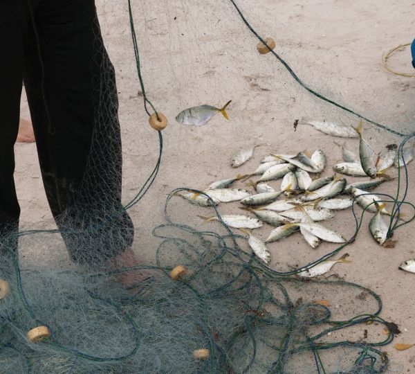 粘网捕鱼技巧
，粘网捕鱼的最佳地段？图2