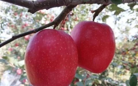 又沙又面的苹果是什么品种
，小红苹果是什么品种？