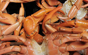 直接冻死的螃蟹能吃吗
，螃蟹直接冻死的还能吃吗？