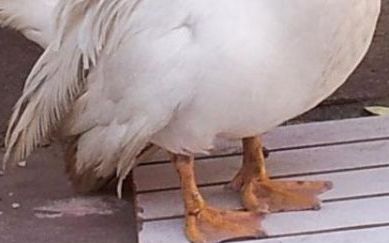 鸭子的脚像什么形状
，森林里动物的脚印是什么形状的？
