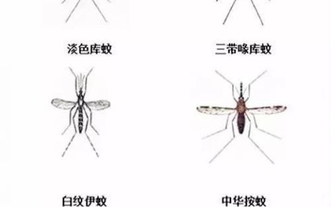 常见蚊子种类
，一般见到的蚊子是什么品种？