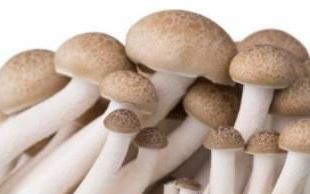 鲜蘑菇放冰箱能放多久
，蘑菇在冰箱里保鲜最长能放多久？