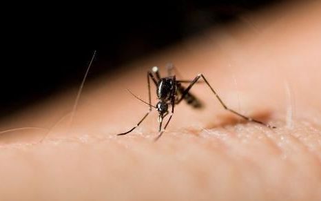 蚊子最怕啥6个妙招
，晚上有蚊子嗡嗡叫有什么妙招？
