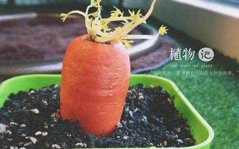 胡萝卜发芽了还可以吃吗
，萝卜发芽了还能吃吗？