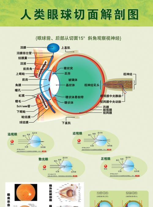 为什么鱼的眼睛一直是打开的