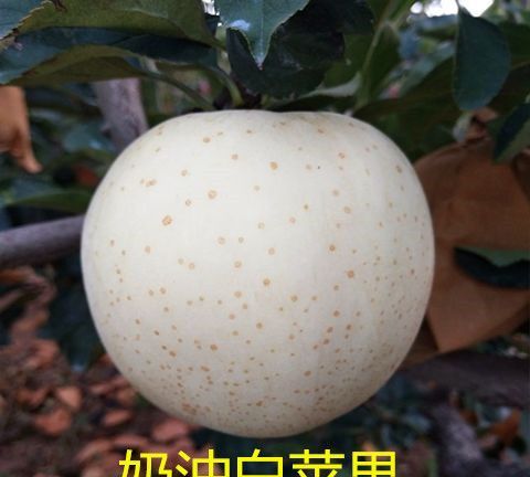 白皮苹果叫什么