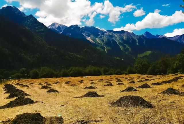 白鹤生活在哪里
，江浙沪最适合生活的居住区在哪里？图3