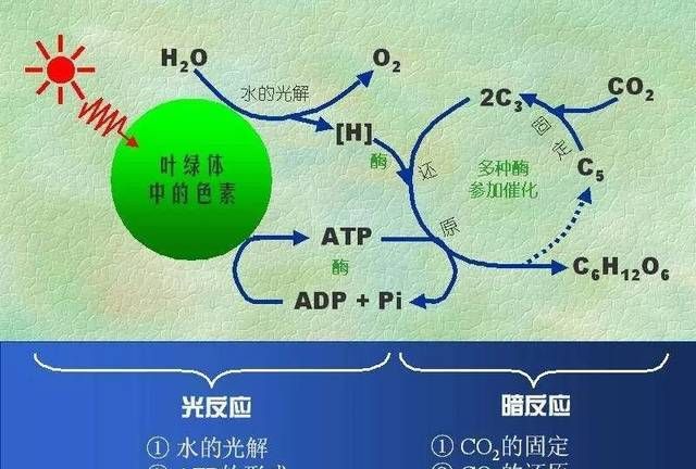 叶绿素a和叶绿素b在红光区的吸收峰值有何区别