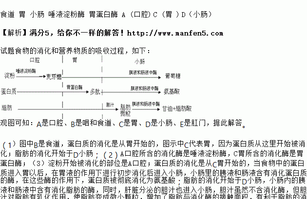 蛋白质在胃和小肠中被消化，其消化的最终产物是