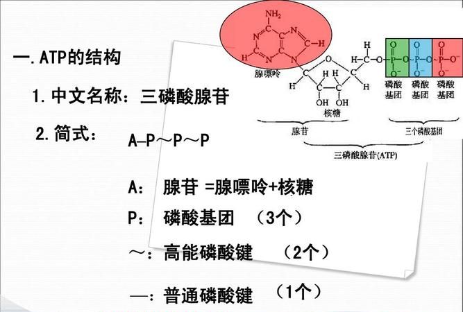 淀粉酶催化淀粉水解成葡萄糖需要ATP提供能量吗